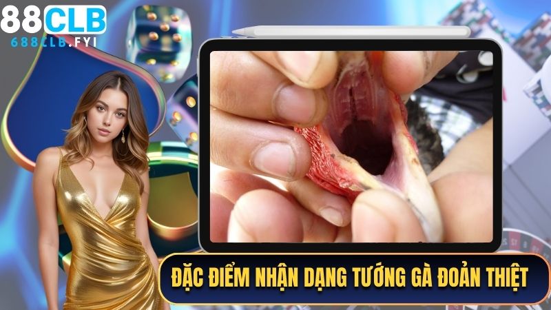 Đặc điểm nhận dạng tướng gà đoản thiệt tốt