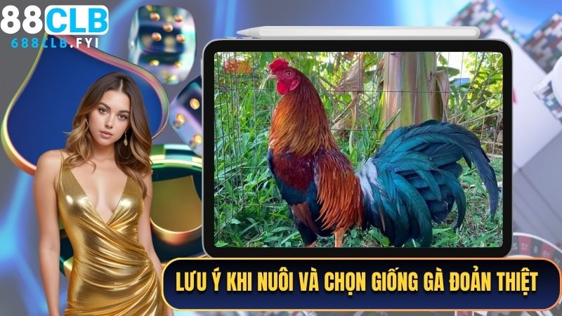 Những lưu ý quan trọng khi nuôi và chọn giống gà đoản thiệt